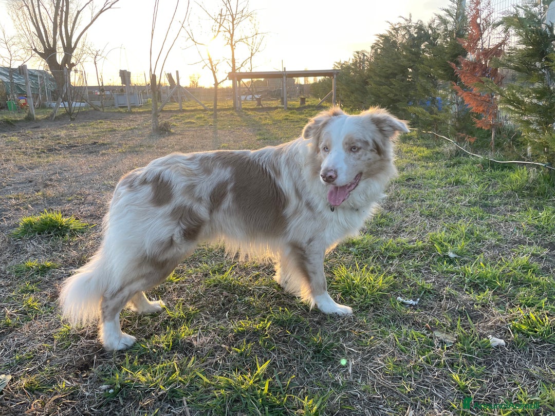 Border Collie cani per accoppiamento: Border Collie Lilac Merle disponibile per monte. a Città Metropolitana di Venezia - Immagine 10