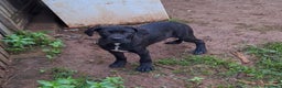 Cane Corso cani in vendita: Cuccioli cane corso - Annuncio 4
