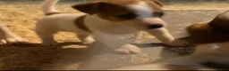 Jack Russell cani in vendita: Jack Russell terrier femmina pelo corto pedigree - Annuncio 4