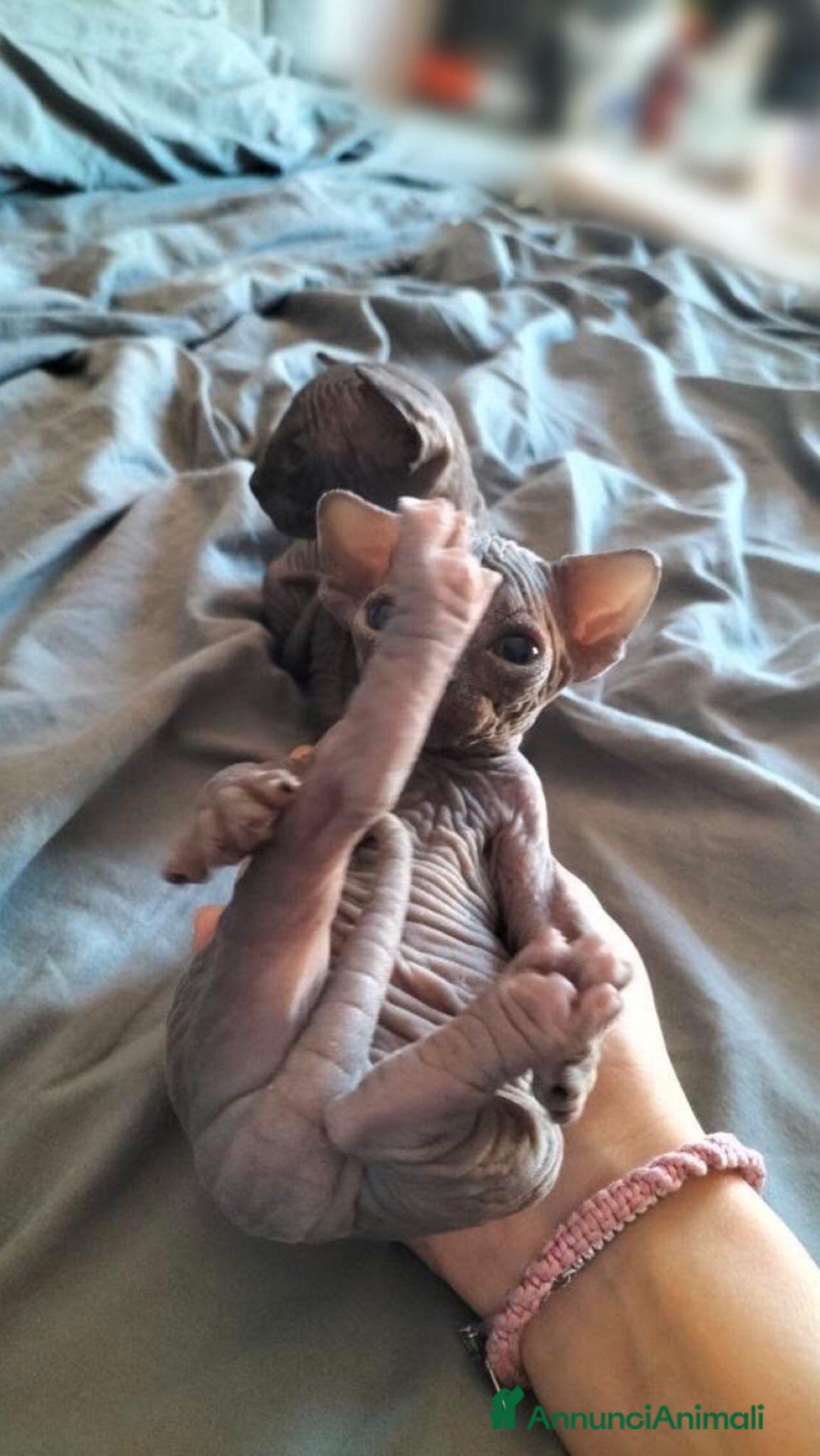 Sphynx gatti in vendita: Cuccioli di Sphynx con pedigree  - Annuncio 5