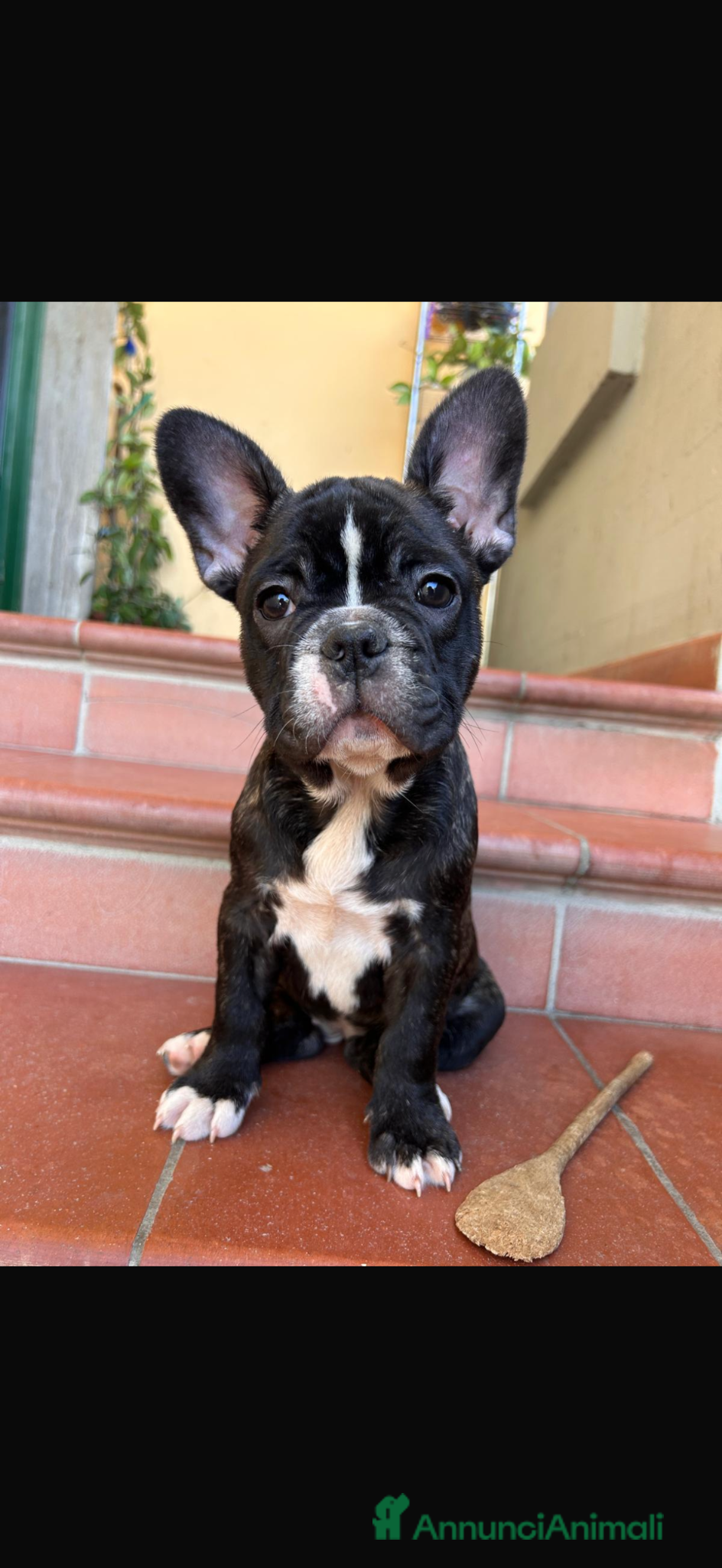 Bulldog Francese cani Bulldog francese - Annuncio 2