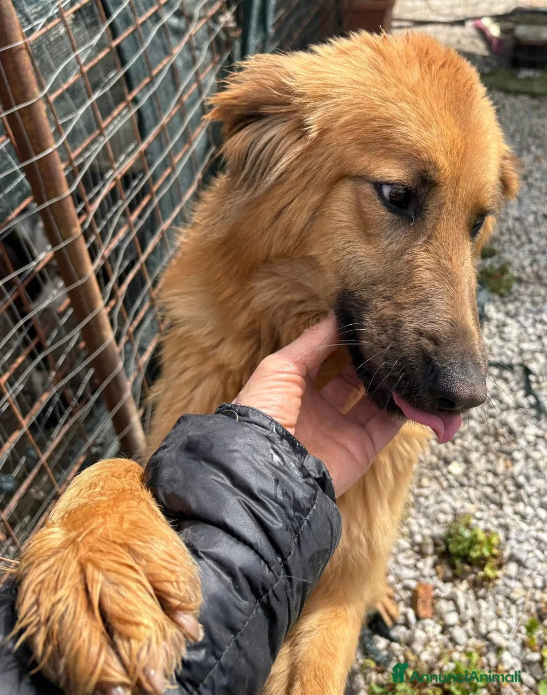 Meticcio cani in regalo: 7/8 mesi, dolcissima, taglia media  - Annuncio 1