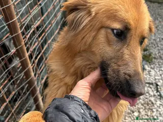 Meticcio cani 7/8 mesi, dolcissima, taglia media - Annuncio 7