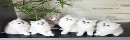 Persiano gatti in vendita: Cuccioli persiano chinchillà normotipico - Annuncio 3