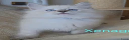 Siberiano gatti in vendita: Cuccioli di gatto siberiano neva masquerade - Annuncio 11