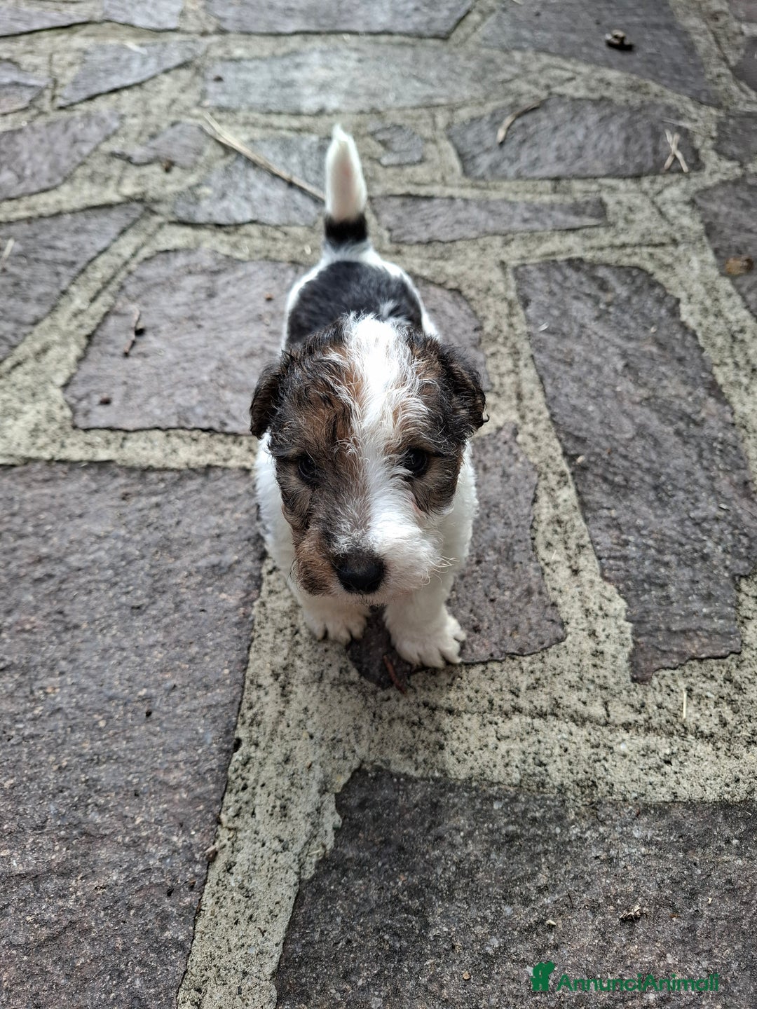 Fox Terrier cani in vendita: vendita cuccioli fox terrier - Annuncio 2