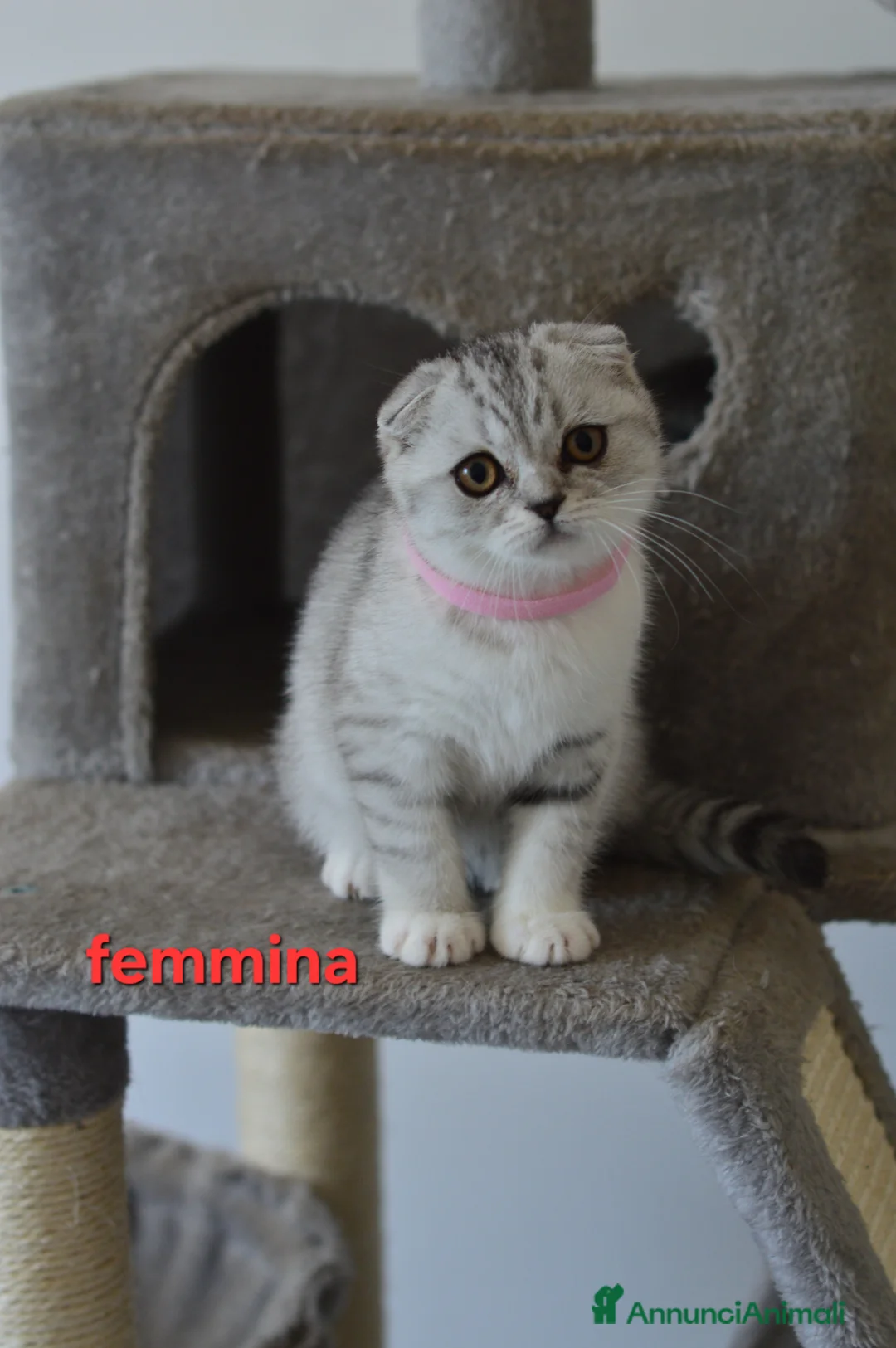 Scottish gatti in vendita: Scotish Fold e Straight  - Annuncio 8