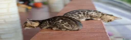 Bengala gatti in vendita: Cuccioli Bengala a Provincia di Cosenza - Annuncio 3