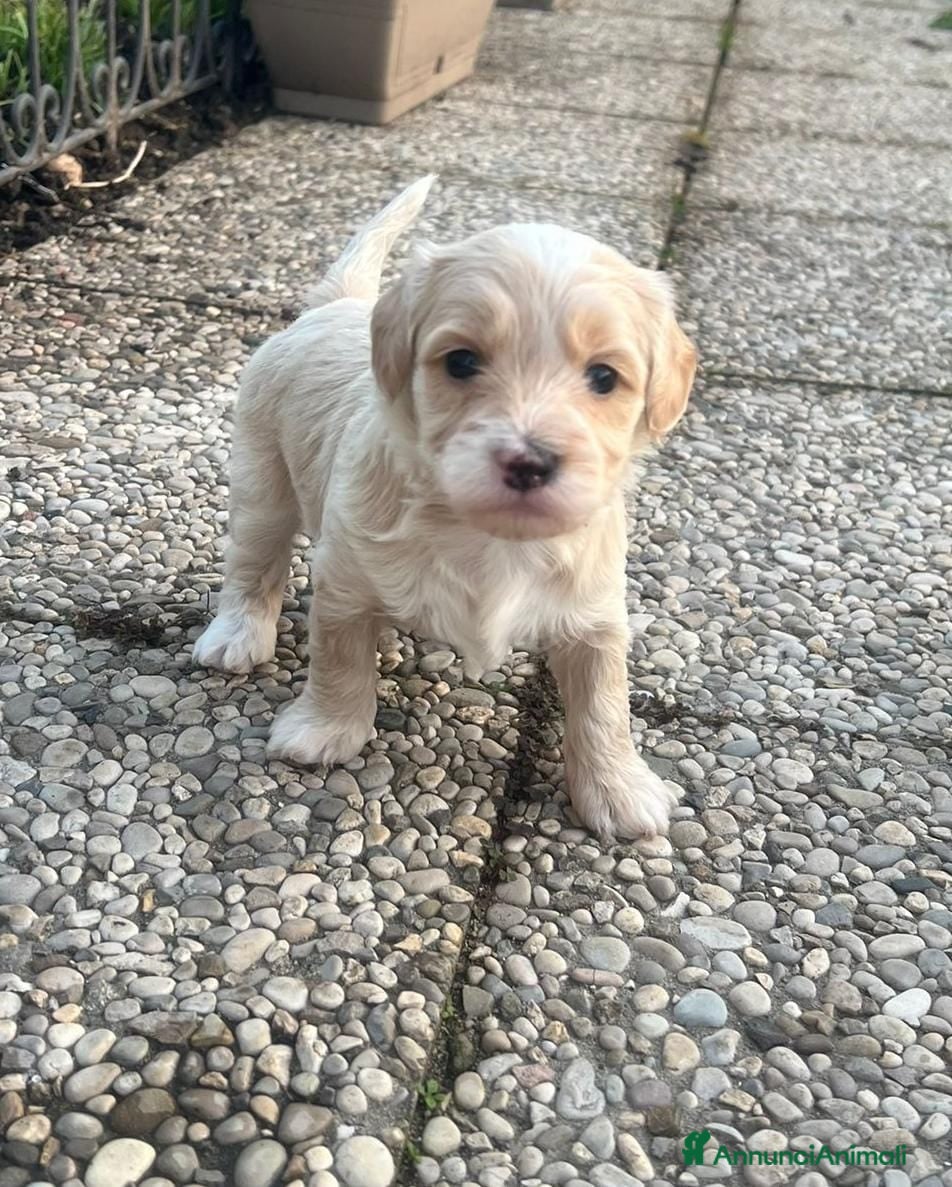 Meticcio cani Maltipoo - Annuncio 1