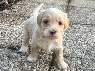 Meticcio cani Maltipoo - Annuncio 1