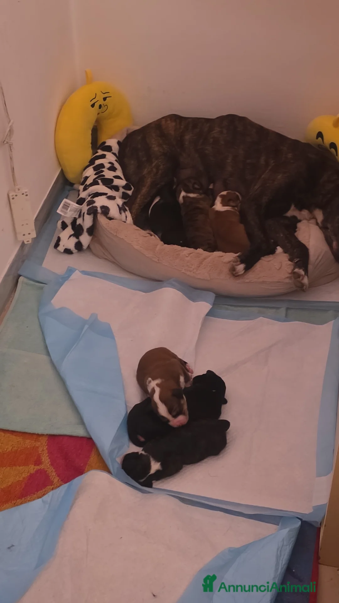 Meticcio cani in regalo: Regalasi cucciole - Annuncio 2