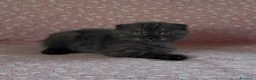 Scottish gatti in vendita: Scottish fold e straight  - Annuncio 3