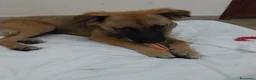Meticcio cani in regalo: Gerry, simil pastorino! (6 mes)  - Annuncio 2