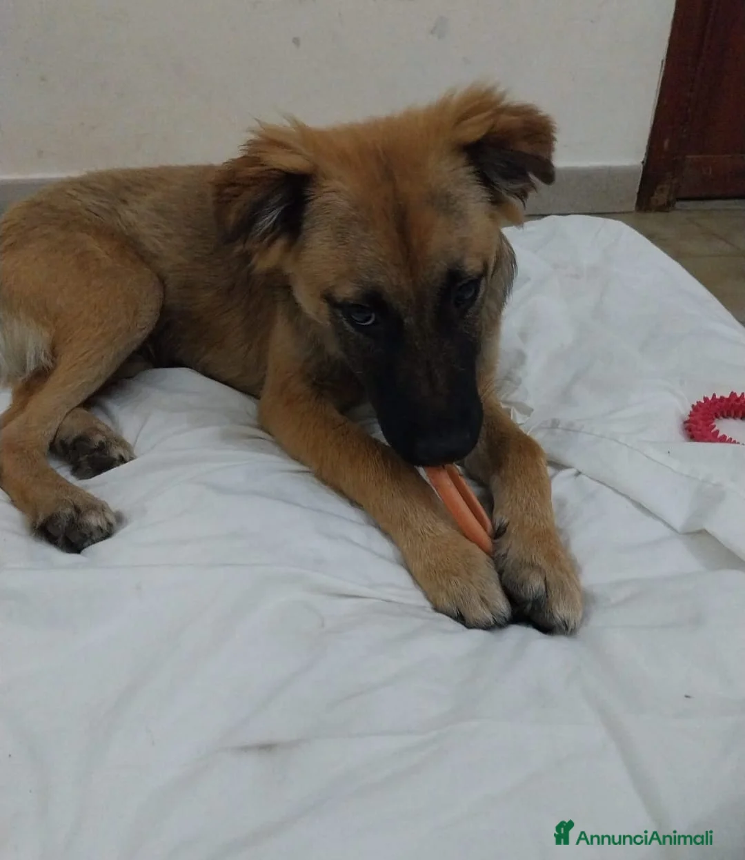 Meticcio cani in regalo: Gerry, simil pastorino! (6 mes)  - Annuncio 2