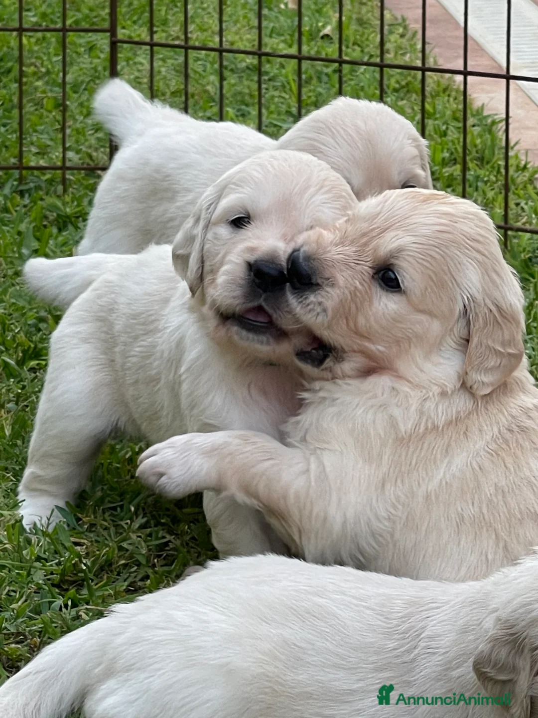 Immagine della galleria {{count}}