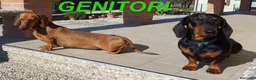 Bassotto cani in vendita: Cuccioli bassotti nano a pelo raso a Provincia di Padova - Annuncio 2