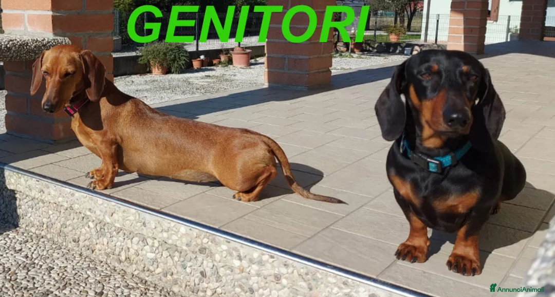 Bassotto cani in vendita: Cuccioli bassotti nano a pelo raso a Provincia di Padova - Annuncio 2