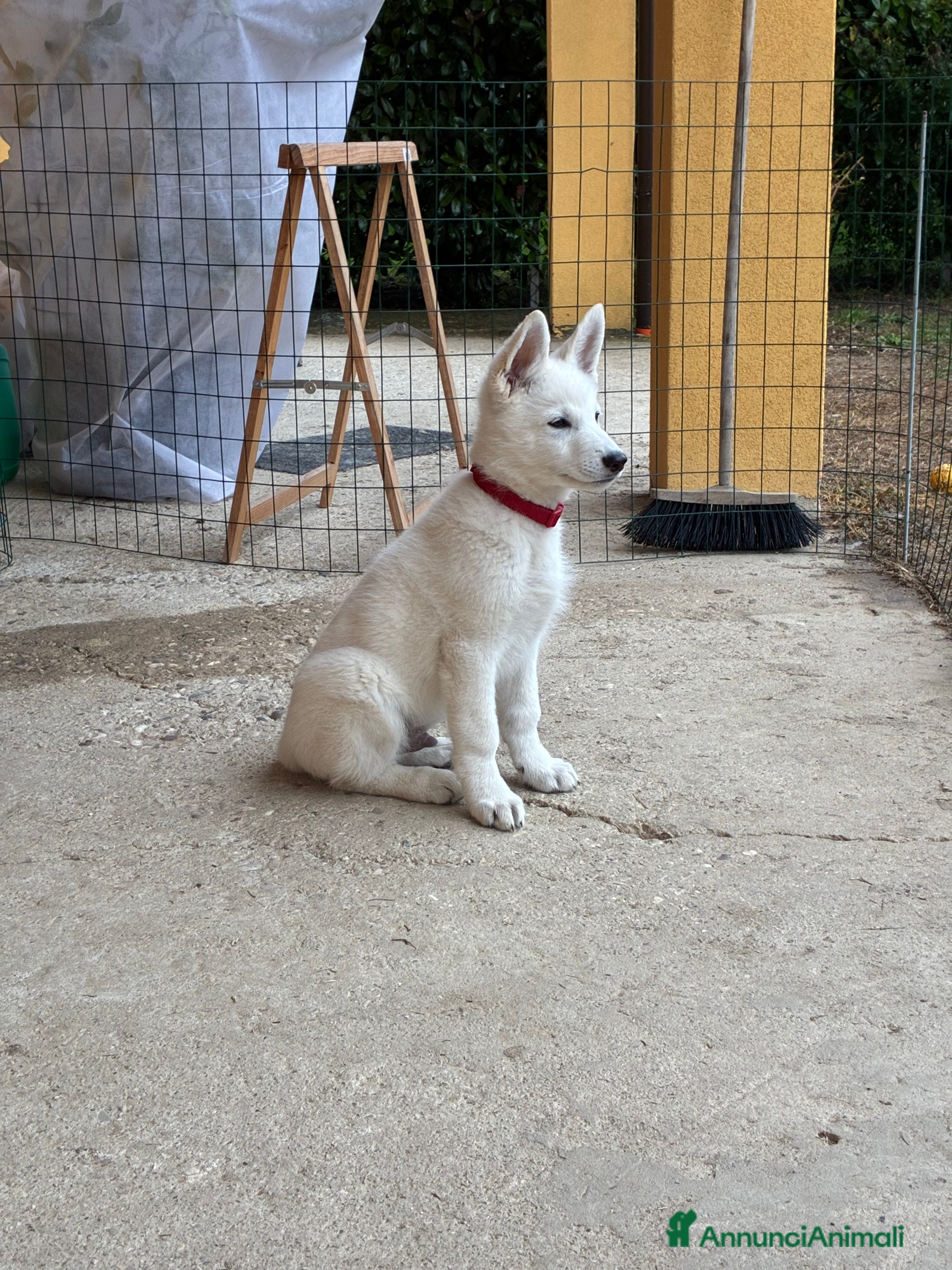 Pastore Svizzero cani Cuccioli pastore svizzero bianco - Annuncio 3