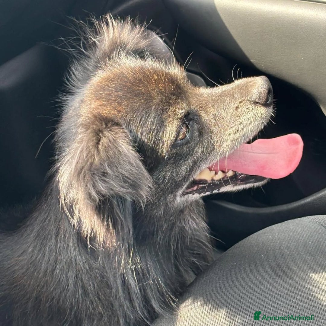 Meticcio cani in regalo: Billy adozione del cuore - 6 kg di amore! - Annuncio 3