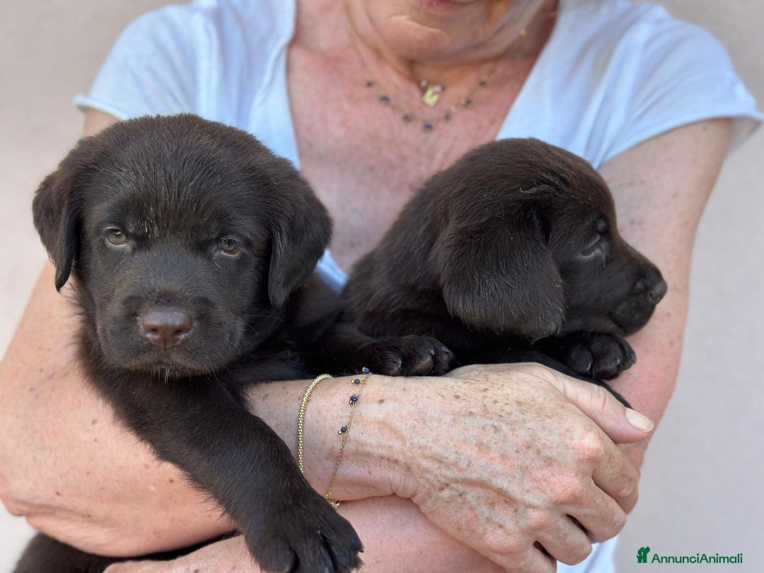 Labrador cani in vendita: Labrador choccolat cuccioli  a Provincia di Treviso - Immagine 2