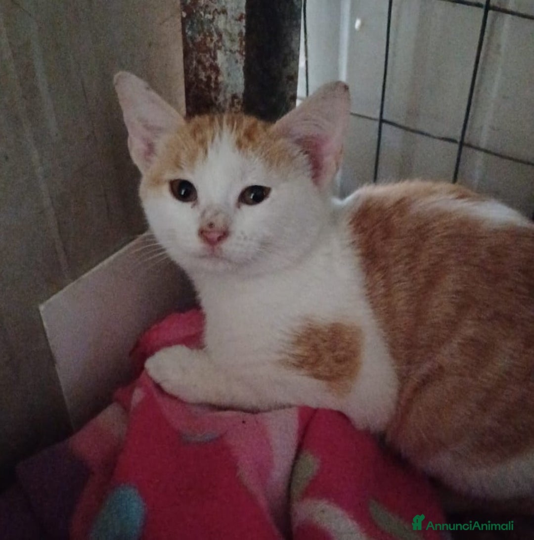 Meticcio gatti in regalo: LA SPLENDIDA KANGA - Annuncio 8