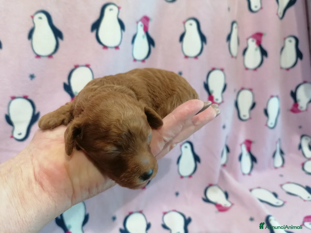 Barboncino Toy cani in vendita: Barboncina Toy femmina - Annuncio 7