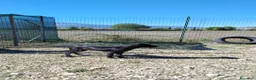 Cane Corso cani in vendita: Cucciola di Cane Corso selezionata - Annuncio 4