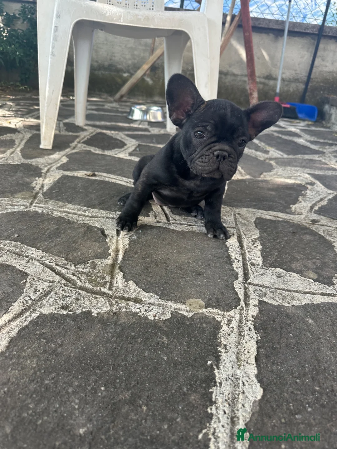 Bulldog Francese cani in vendita: bulldog francese  - Annuncio 1