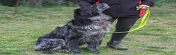 Meticcio cani in regalo: Cesarone 35 kg di bontà  - Annuncio 3