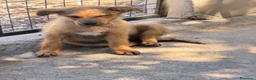 Meticcio cani in regalo: Lea e Rose a Provincia di Bergamo - Annuncio 3