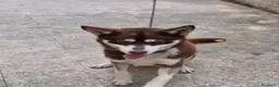 Husky cani in regalo: Siberian Husky marrone 1anno,tolto dalla catenaSUD - Annuncio 3
