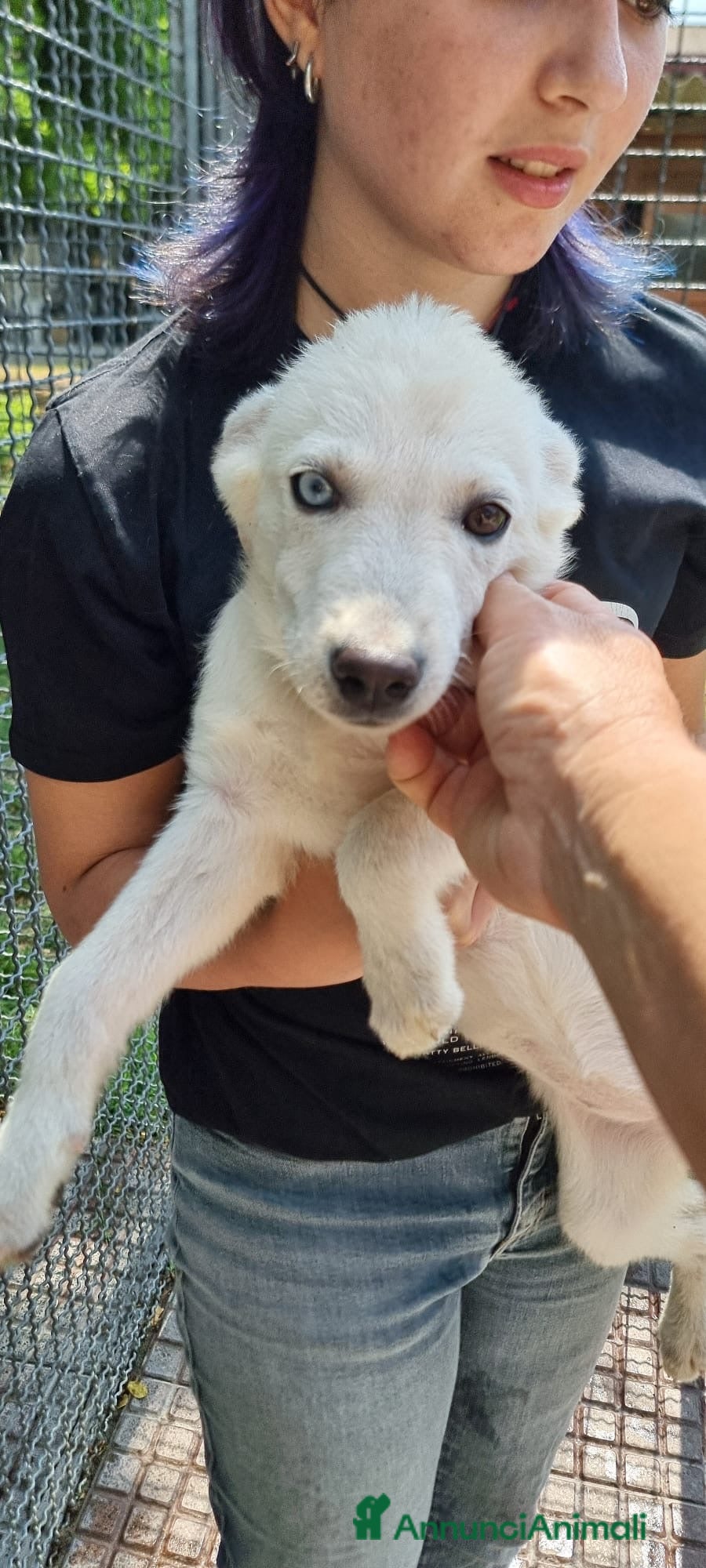 Meticcio cani in regalo: GARDENIA E ORTENSIA 🩷-due sorelline, mix Labrador a Provincia di Pavia - Annuncio 3