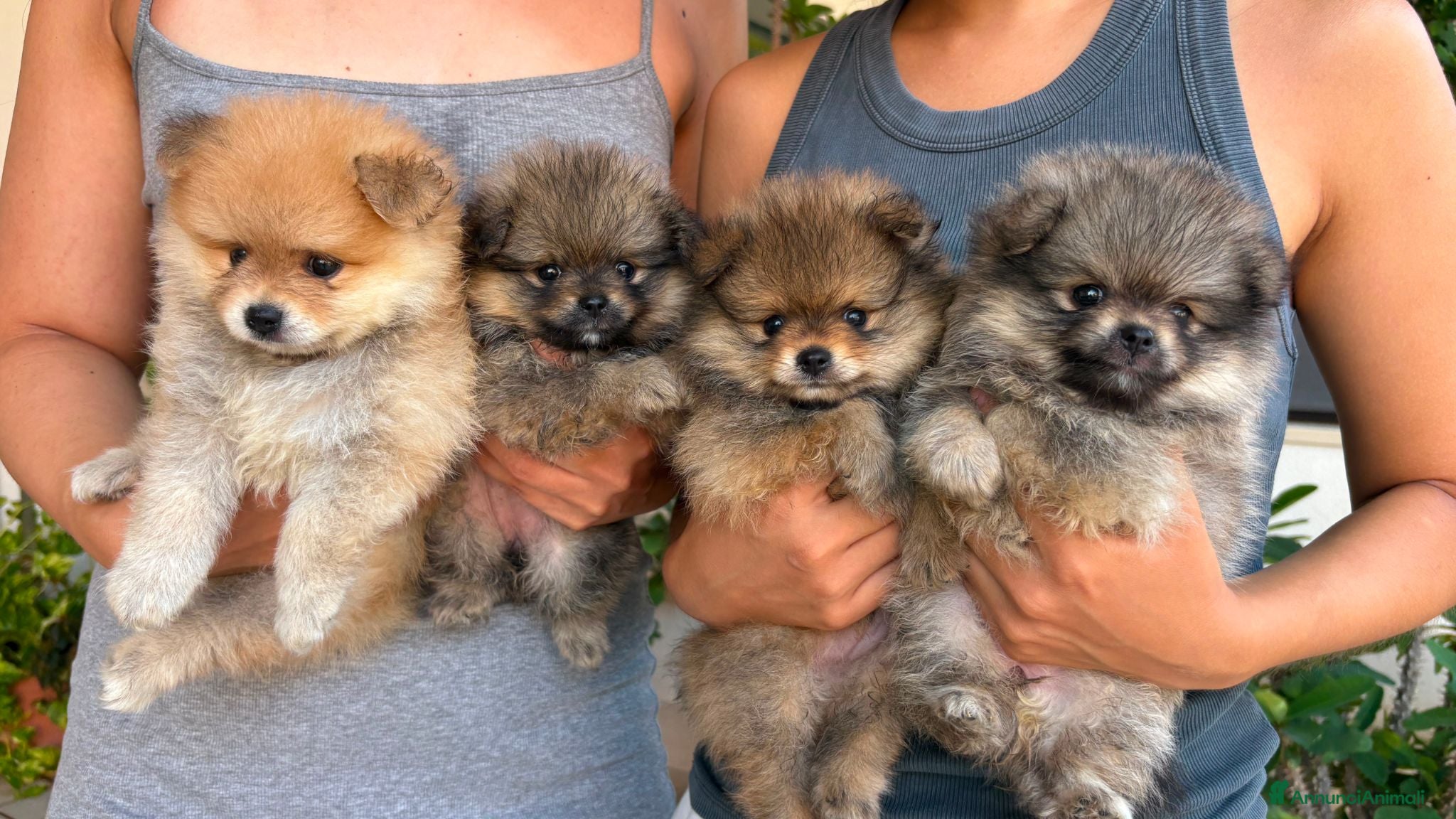 Volpino Pomerania cani Cuccioli di pomerania - Annuncio 1
