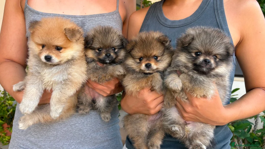 Volpino Pomerania cani in vendita: Cuccioli di pomerania - Annuncio 1
