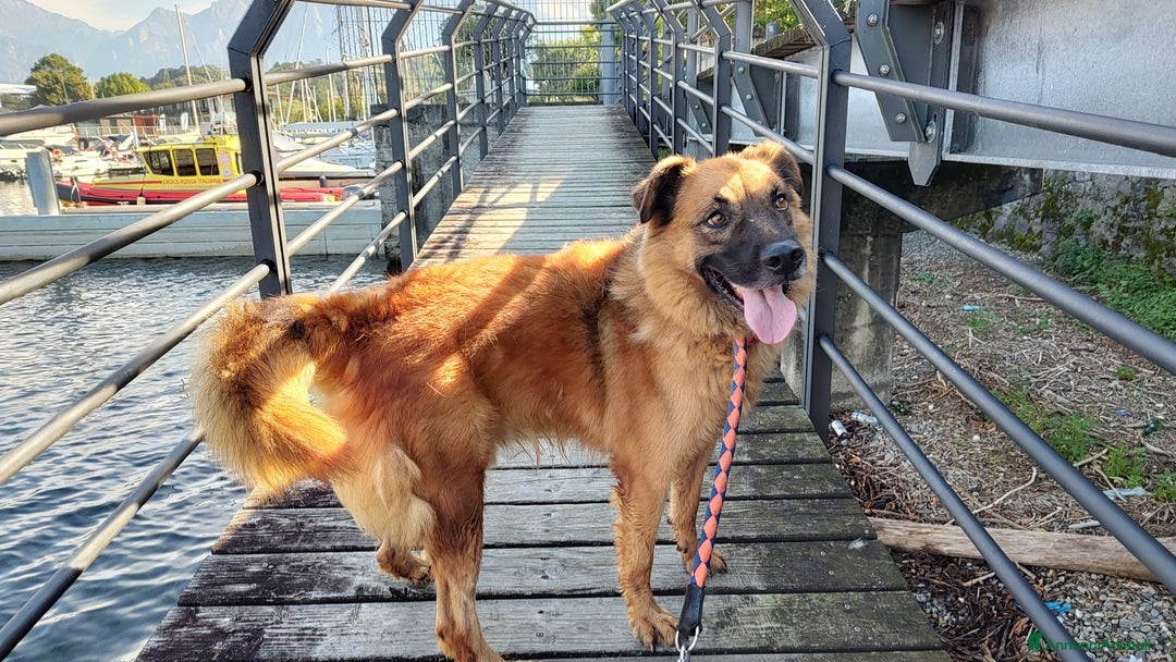 Meticcio cani in regalo: Axel cerca una famiglia  - Annuncio 4