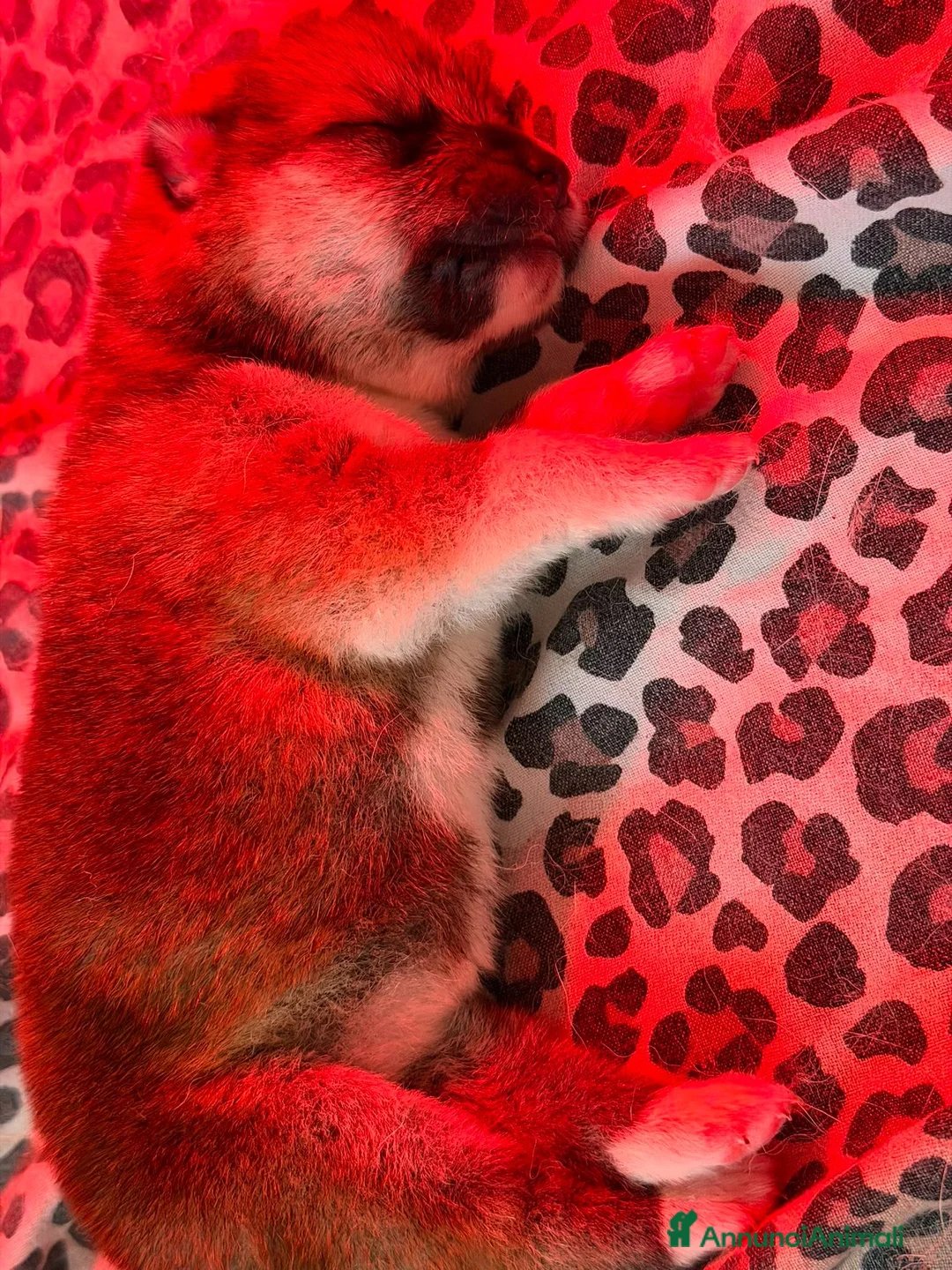 Akita Inu cani in vendita: Cuccioli akita inu a Provincia di Verona - Annuncio 3