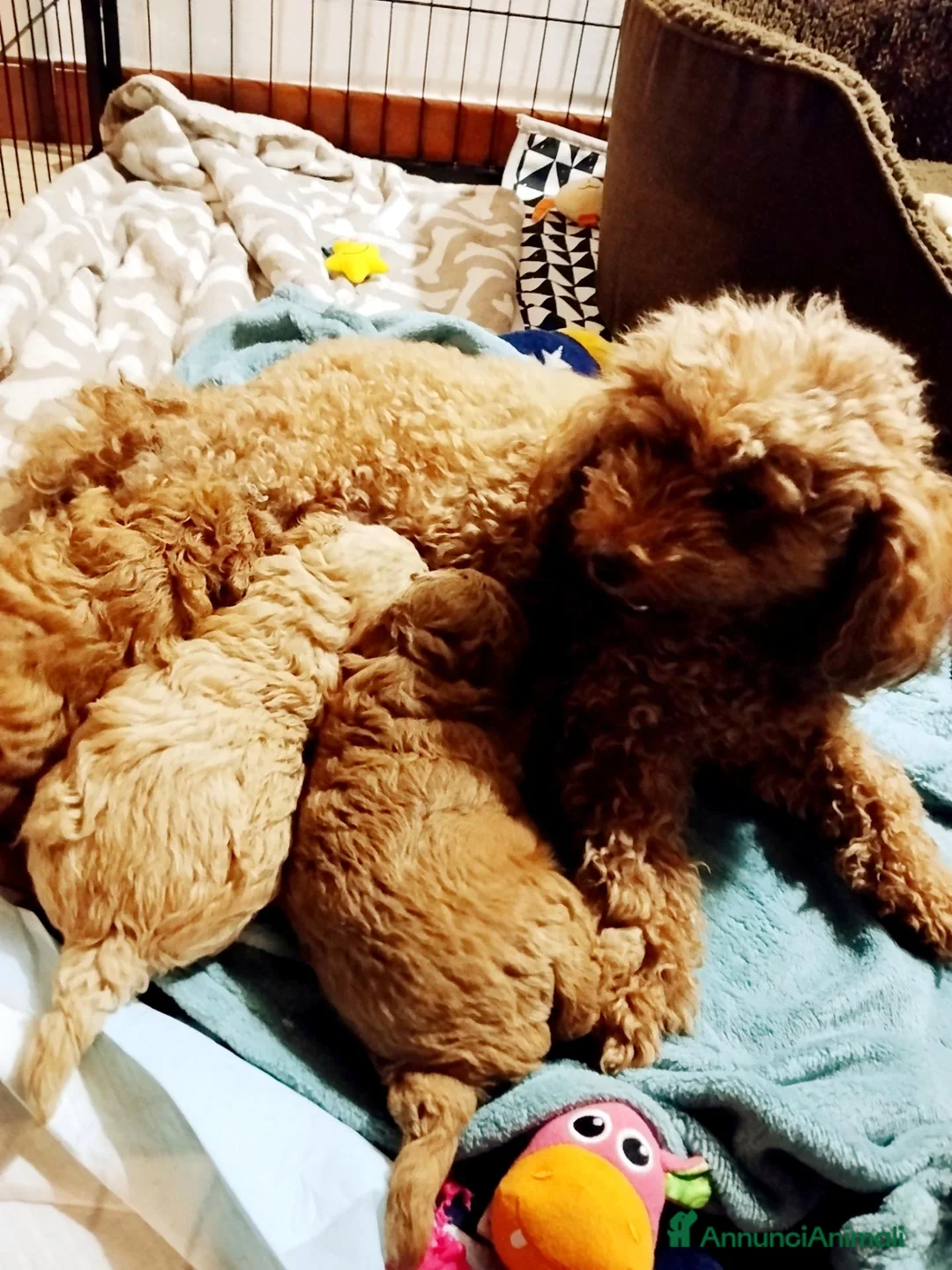 Barboncino Toy cani in vendita: 3 cuccioli maschi tipo Barboncino Toy Red/Apricot  - Annuncio 2