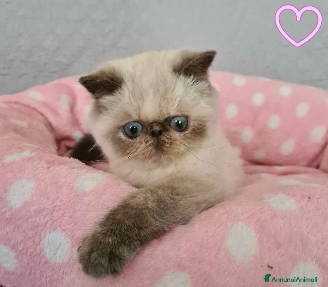 Exotic Shorthair gatti in vendita: Cucciola Exotic Shorthair  a Provincia del Verbano-Cusio-Ossola - Immagine 4