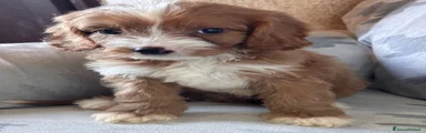 Cavapoo 1