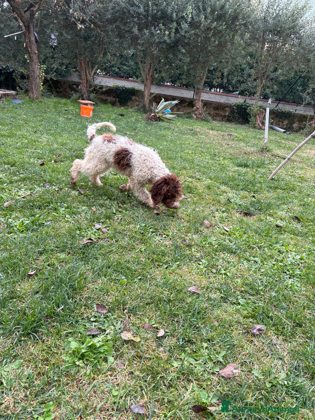 Meticcio cani in vendita: Vendita cani da tartufi  - Annuncio 9