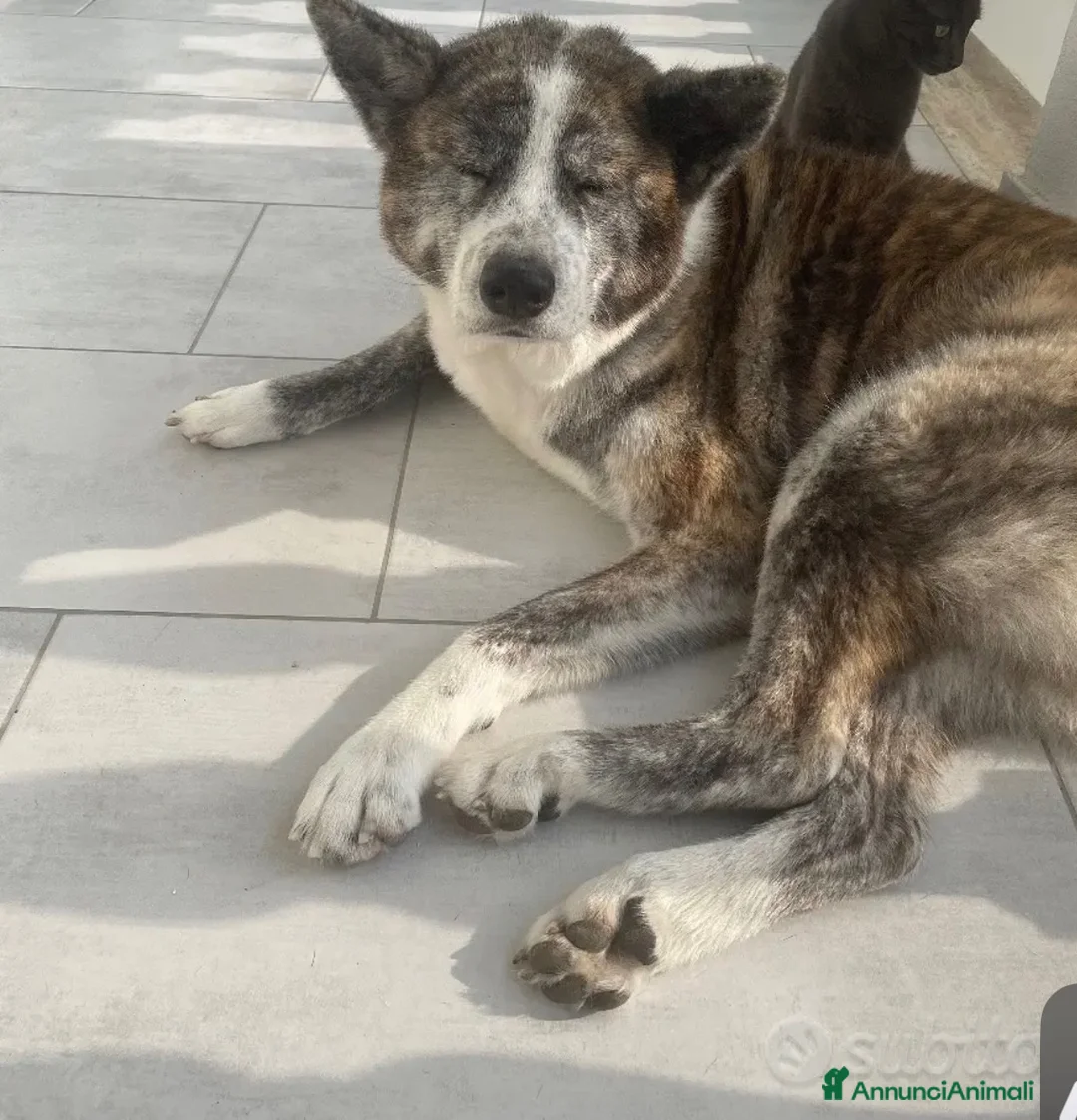 Akita Inu cani in regalo: Kira  a Città metropolitana di Milano - Annuncio 2