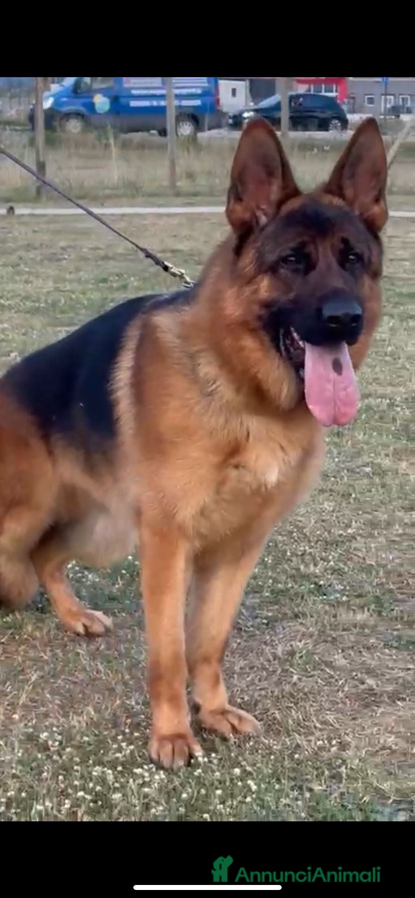 Pastore Tedesco cani Monta figlio di quinto della valcu. inf 3405199831 - Annuncio 2