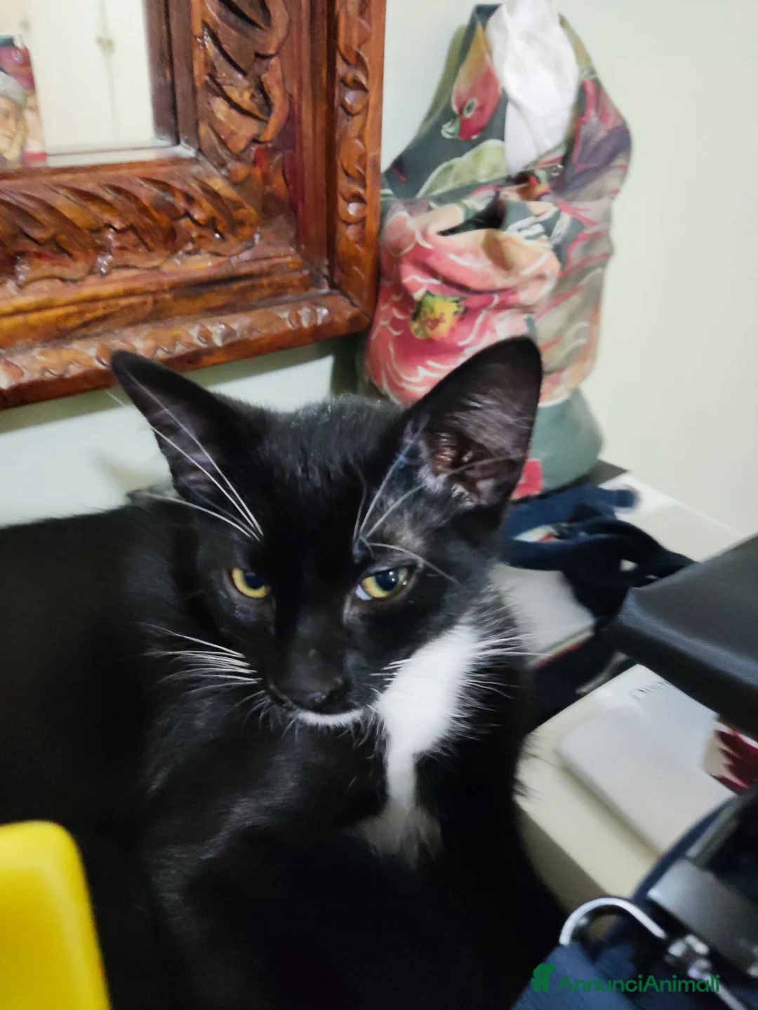 Meticcio gatti in regalo: Micetti in cerca di nuova casa - Annuncio 7