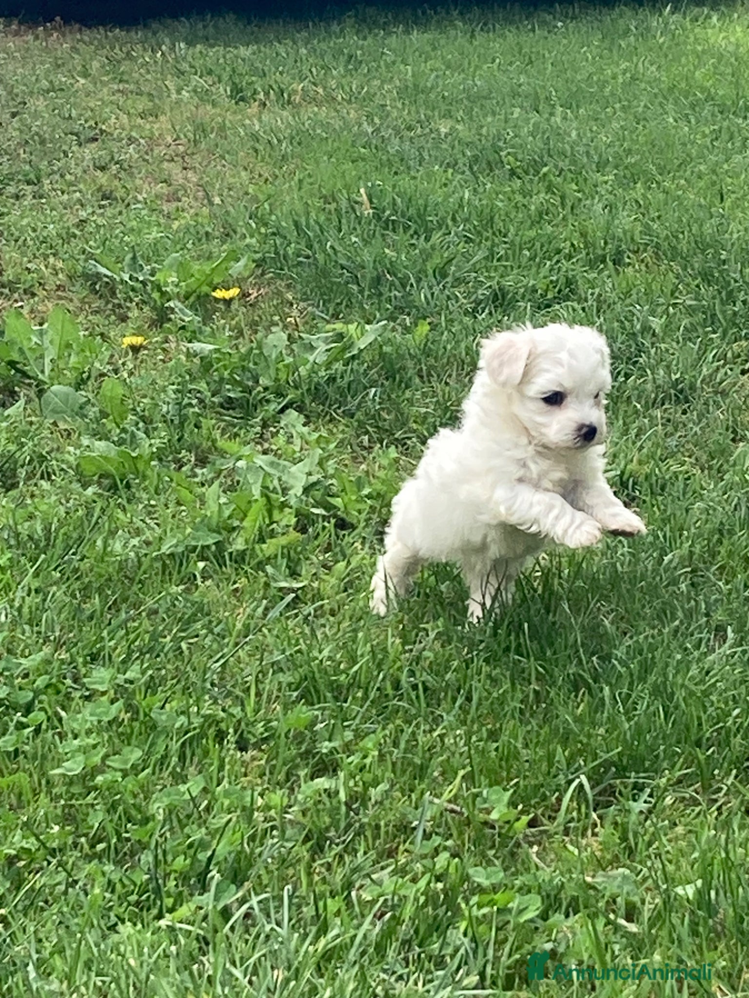 Maltese cani Maltese - Annuncio 1