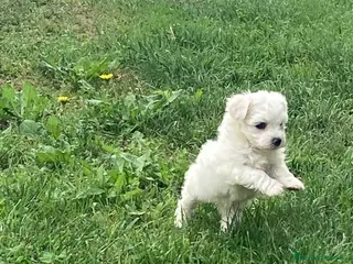 Maltese cani Maltese - Annuncio 1