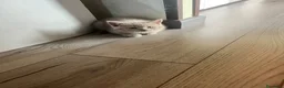 Scottish gatti in vendita: Gattini Scottish - Annuncio 3