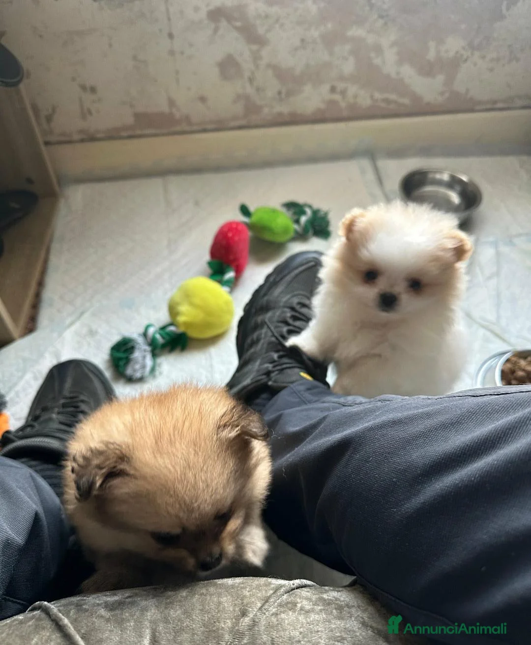 Volpino Pomerania cani in vendita: Splendidi cuccioli di Pomerania - Annuncio 13