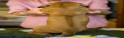 Rhodesian Ridgeback cani in vendita: Wid Gees Litter - Annuncio 21