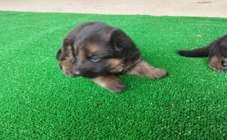 Pastore Tedesco cani a Provincia di Chieti - Annuncio 2