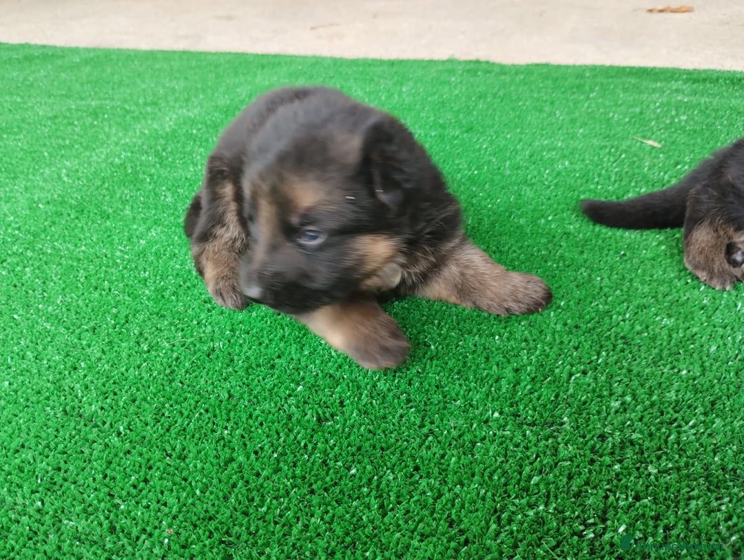 Pastore Tedesco cani in vendita: cuccioli di pastore tedesco a Provincia di Chieti - Immagine 1